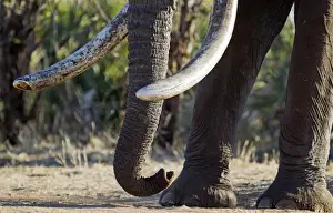 Tusks Prints: Picture No. 10900840