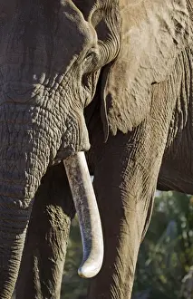 Tusks Prints: Picture No. 10900841