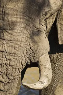 Tusks Prints: Picture No. 10900844
