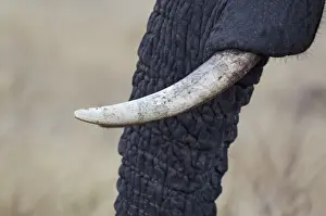 Tusks Prints: Picture No. 10900896