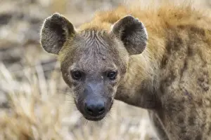 Hyaena Prints: Picture No. 10900908