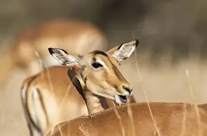 Symbiotic Prints: Picture No. 10900912