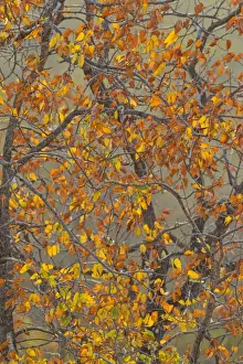 Picture No. 10900930