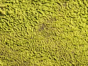 Mossy Prints: Picture No. 10900941