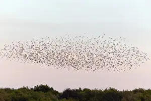 Roosting Prints: Picture No. 10900979