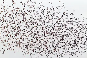 Roosting Prints: Picture No. 10900980