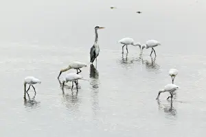Spoonbill Prints: Picture No. 10900981