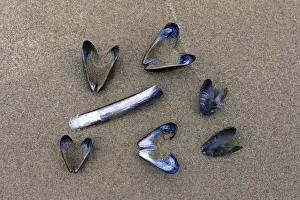 Mussel Prints: Picture No. 10900983