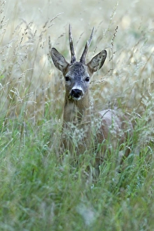 Images Dated 13th August 2012: Picture No. 10900985