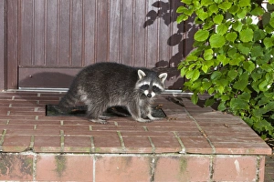 Images Dated 28th August 2012: Picture No. 10900992