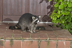 Images Dated 28th August 2012: Picture No. 10900993