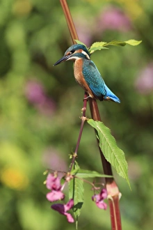 Images Dated 19th August 2012: Picture No. 10901003