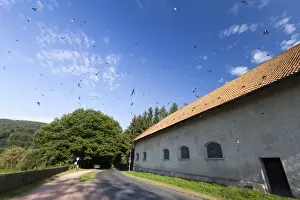 Delichon Prints: Picture No. 10901004