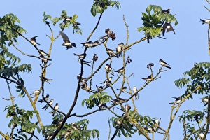 Images Dated 13th August 2012: Picture No. 10901005