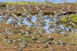 Plovers Prints: Picture No. 10901008
