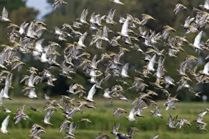 Plovers Prints: Picture No. 10901009
