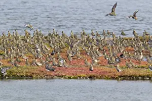 Plovers Prints: Picture No. 10901011