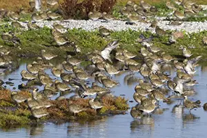 Plovers Prints: Picture No. 10901012