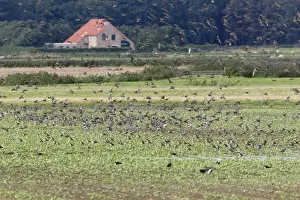 Plovers Prints: Picture No. 10901013
