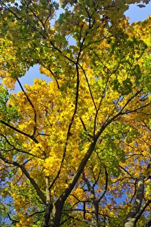 Maples Prints: Picture No. 10901032