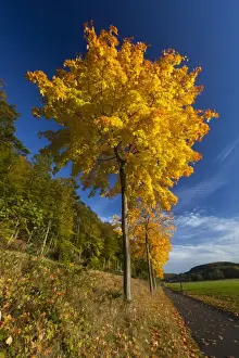 Maples Prints: Picture No. 10901034
