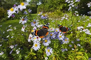Aster Prints: Picture No. 10901036