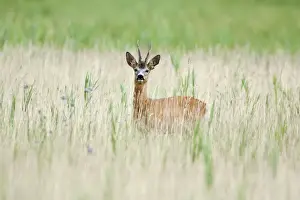 Capreolus Prints: Picture No. 10901044