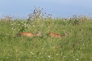 Images Dated 1st August 2012: Picture No. 10901045