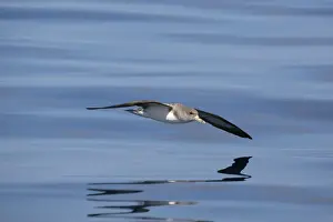 Azores Prints: Picture No. 10901056