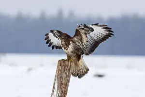 Buzzards Prints: Picture No. 10901073