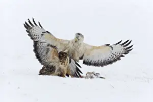 Buzzards Prints: Picture No. 10901078