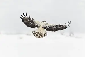 Buzzard Prints: Picture No. 10901079