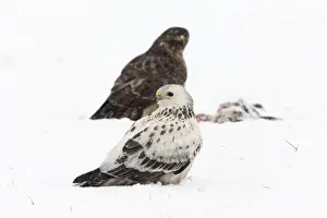 Buzzards Prints: Picture No. 10901080