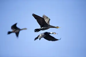 Cormorants Prints: Picture No. 10901096