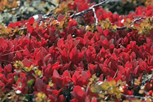 Bearberries Prints: Picture No. 10901106