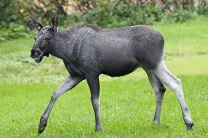 Elks Prints: Picture No. 10901109