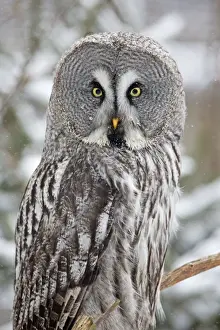 Strix Prints: Picture No. 10901118