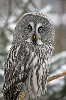 Strix Prints: Picture No. 10901119