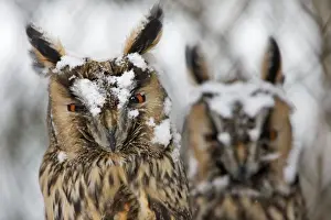 Otus Prints: Picture No. 10901135