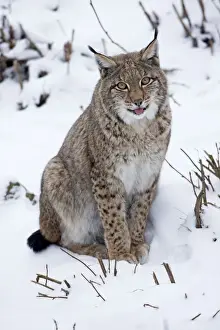 Lynx Prints: Picture No. 10901136