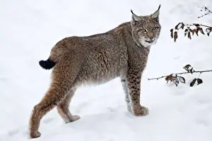 Lynxes Prints: Picture No. 10901137
