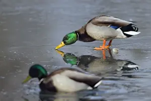 Mallards Prints: Picture No. 10901139