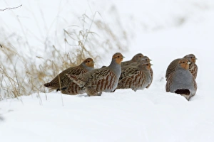 Images Dated 23rd January 2013: Picture No. 10901145