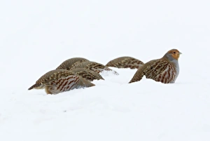 Images Dated 23rd January 2013: Picture No. 10901146