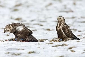 Buzzards Collection: Picture No. 10901156