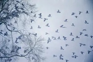 Columba Prints: Picture No. 10901184