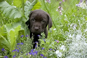 Cute Prints: Picture No. 10901208