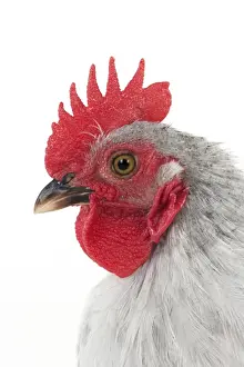 Bantams Prints: Picture No. 10901252