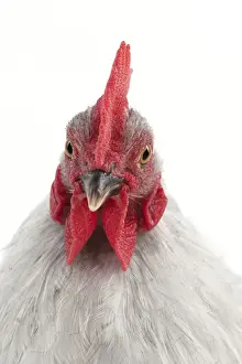 Bantams Prints: Picture No. 10901253