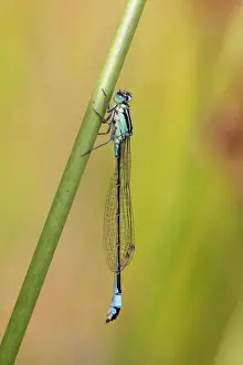 Damselflies Prints: Picture No. 10901279